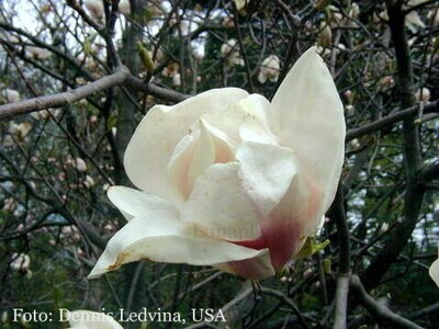 Magnolia &#39;Archangel&#39; - 150cm - Leittrieb - blühreif