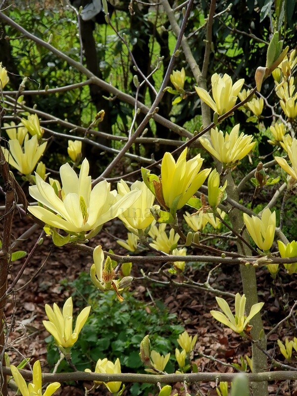 Magnolia 'Butterflies' - 230cm - Stammbusch - blühreif - Einzelstück!