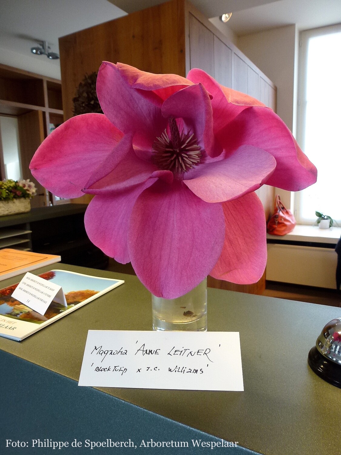 Magnolia &#39;Anne Leitner&#39; - 250cm - freier Stamm 120cm