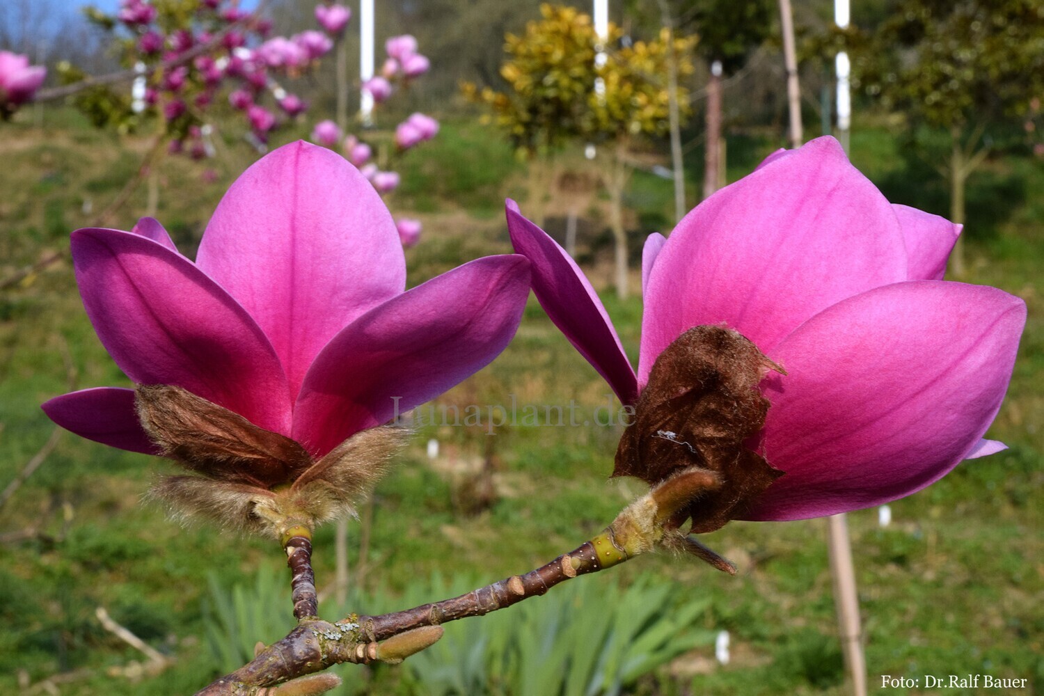Magnolia &#39;Freya&#39; - 120/240cm - Leittrieb