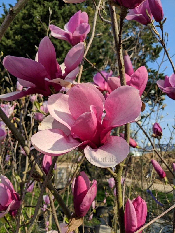 Magnolia 'Summer Lady' - 180/200cm - Leittrieb - freie Stammhöhe 60cm - blühreif - Einzelstück!