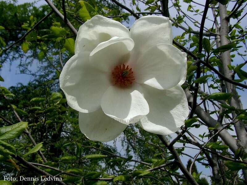 Magnolia 'Angelica' -  50/75cm - Einzelstück