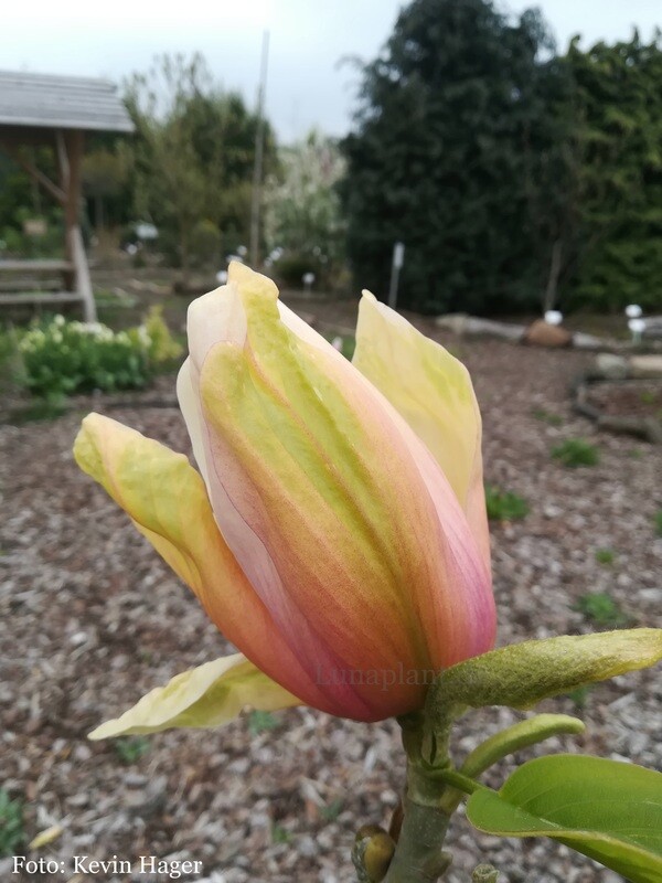 Magnolia 'Apricot Brandy' - wieder ab Herbst 2026 !