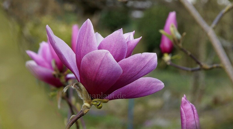 Magnolia 'Avalon' - 160/180cm - Leittrieb