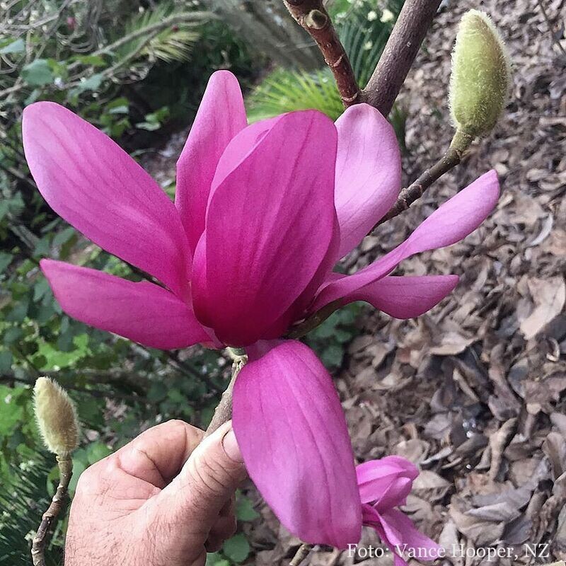 Magnolia 'Bronwyne' - 160/180cm - Leittrieb - blühreif
