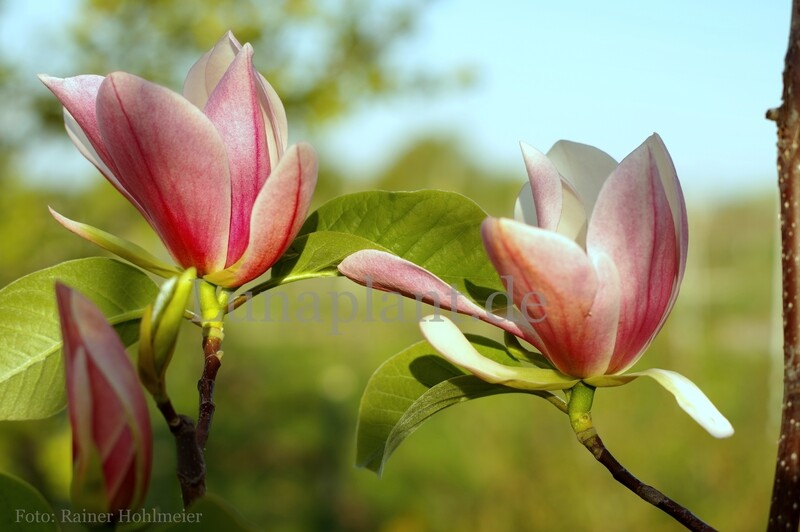 Magnolia 'Buksenrake Orange' -  60/80cm - Leittrieb