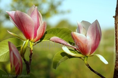 Magnolia &#39;Buksenrake Orange&#39; -  60/80cm - Leittrieb