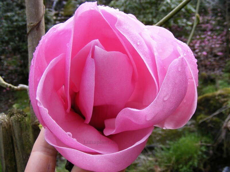 Magnolia 'Caerhays Belle' - 50/75cm - Leittrieb
