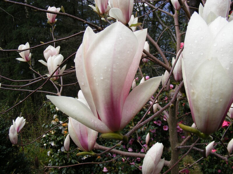 Magnolia 'Candy Cane' - 150cm - Leittrieb - blühreif