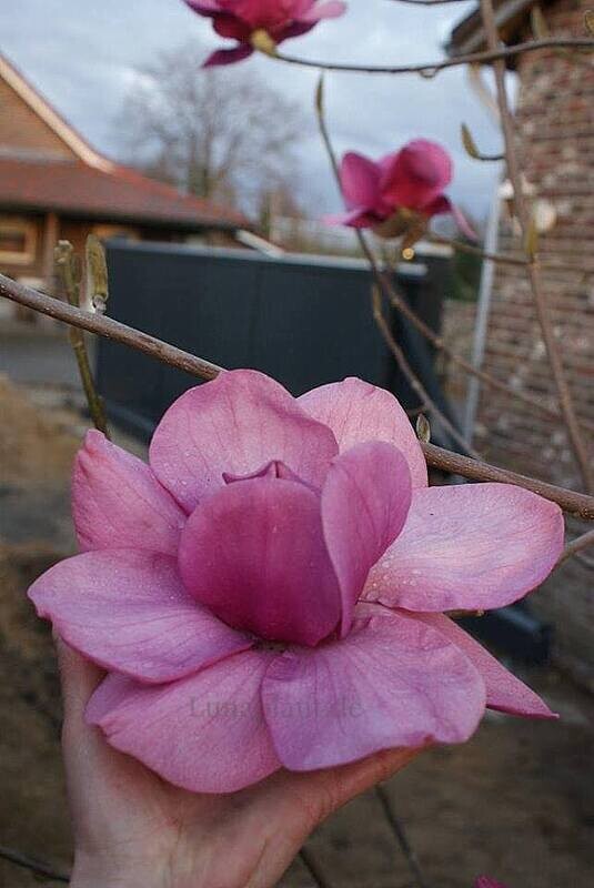 Magnolia 'Charisma' - 180cm - Leittrieb - blühreif - Einzelstück!