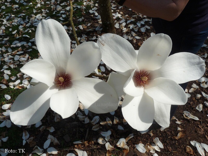 Magnolia 'Cecil Nice' - 180cm - Leittrieb - freie Stammhöhe 90cm -blühreif - Einzelstück!