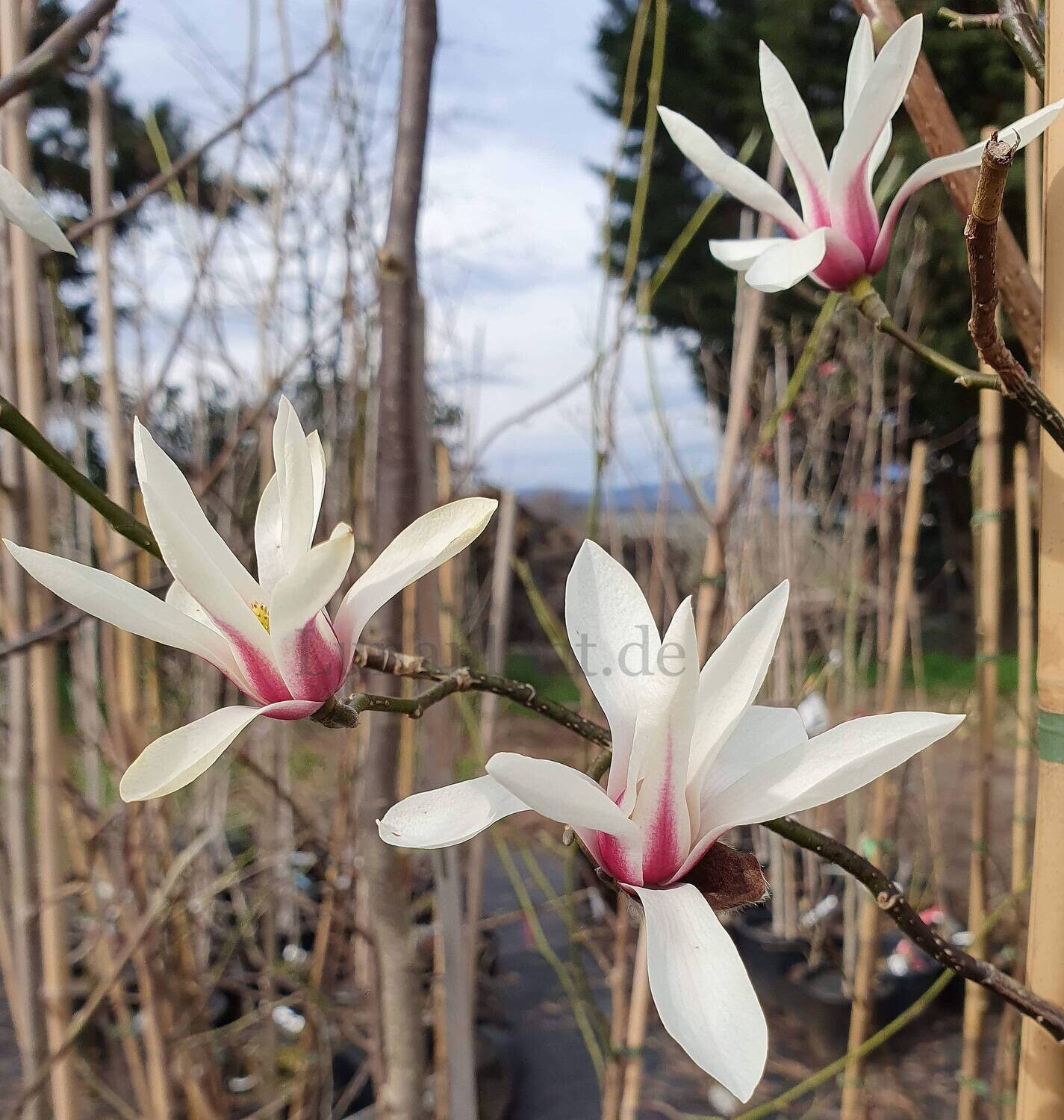 Magnolia &#39;Crystal Tulip&#39; - 260cm - freier Stamm 140cm
