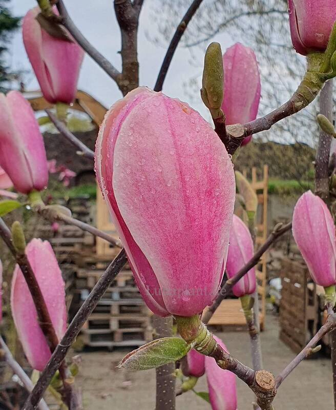 Magnolia 'Columnar Pink' - 270cm - Leittrieb - freie Stammhöhe 110cm - blühreif - Einzelstück!