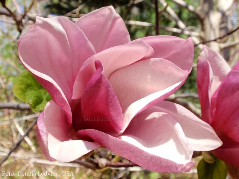 Magnolia 'Crescendo' - 175/200- Leittrieb - blühreif