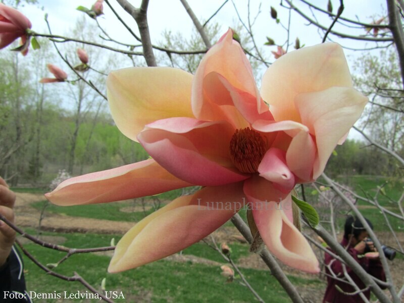 Magnolia 'Coral Reef'  - 260cm - Leittrieb - ab 70cm 2-stämmig - Einzelstück!