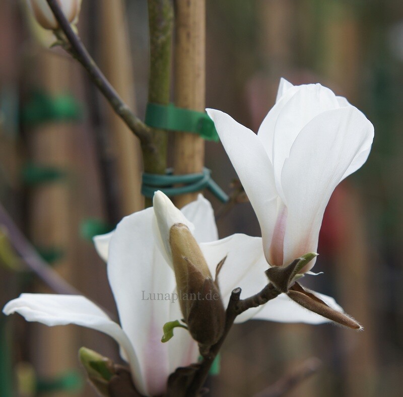 Magnolia cylindrica 'Hohmann' - 180/200cm  - Leittrieb - blühreif - Einzelstück!