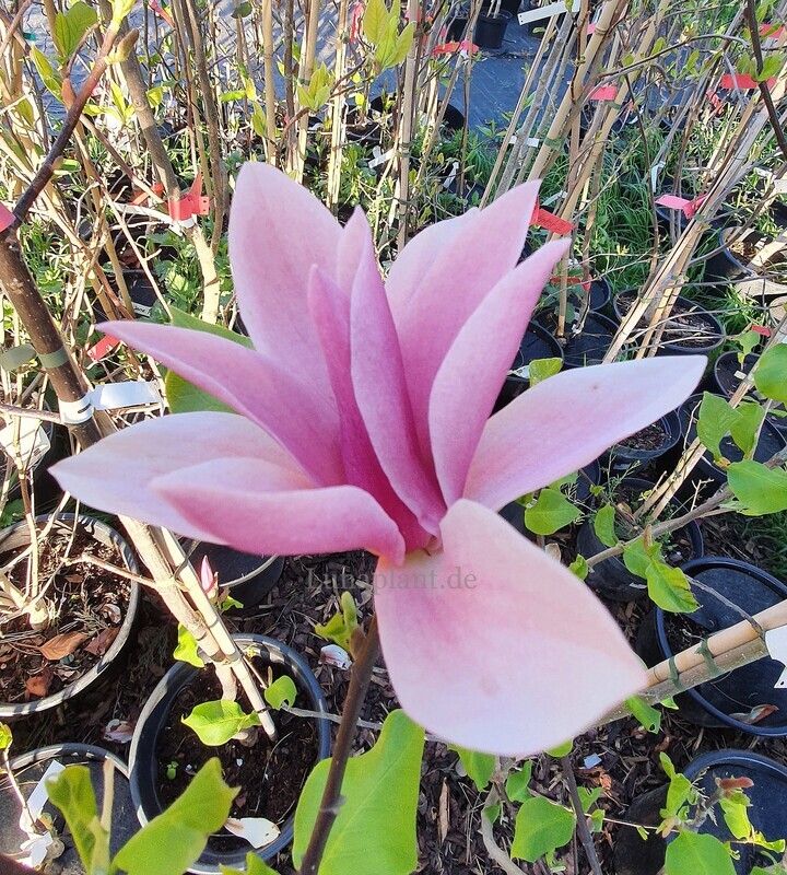 Magnolia 'Mariana's Memory'  -  120/140cm - Leittrieb - blühreif