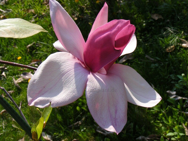 Magnolia 'Frank's Masterpiece' - 250cm - Leittrieb - freie Stammhöhe 140cm - blühreif  - Einzelstück!