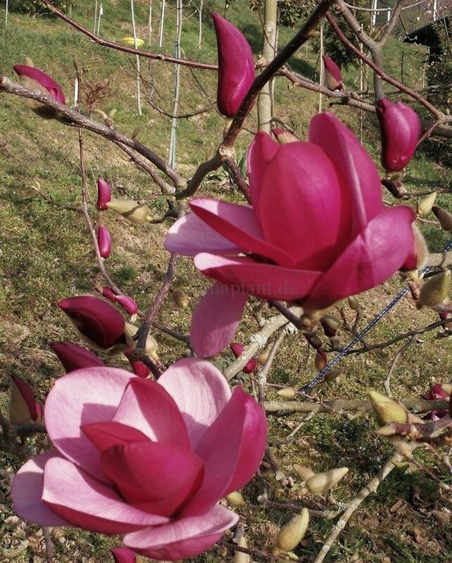 Magnolia 'Karl Christian Gmelin' - 200cm - Leittrieb - freie Stammhöhe 100cm, blühreif - Einzelstück!