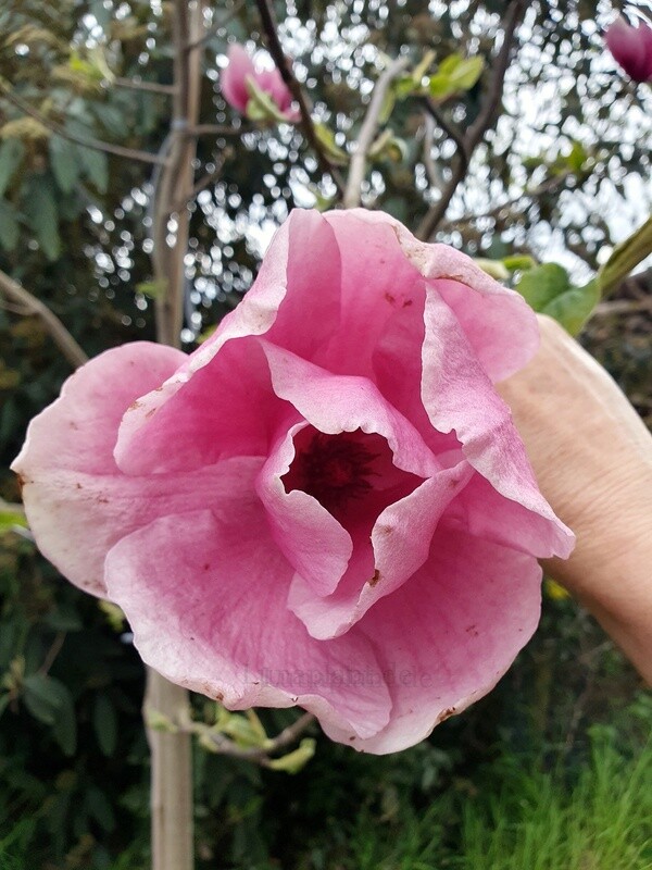 Magnolia 'Eleonore Speer' - 180cm - Leittrieb - freie Stammhöhe 100cm - Einzelstück!