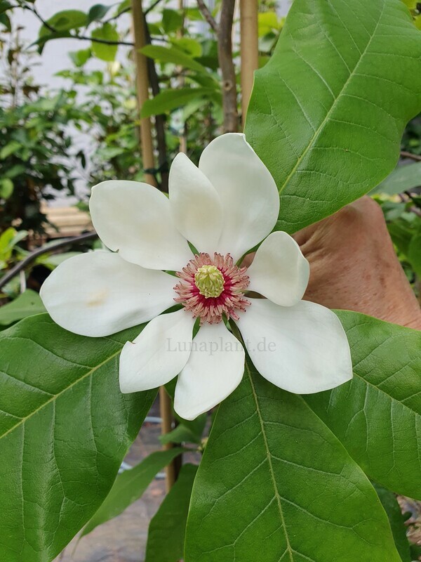 Magnolia 'R20-1' -  150/175cm - Leittrieb - blühreif - Einzelstück!