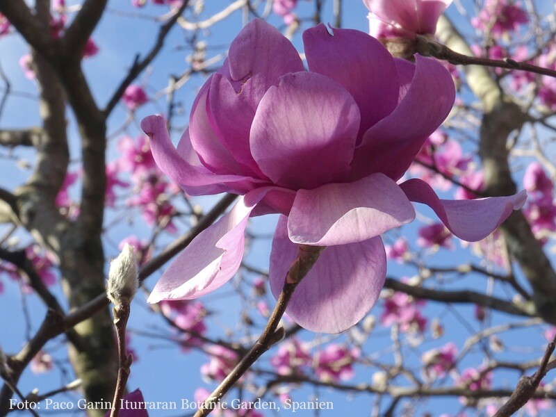 Magnolia 'Eleanor May' - 180cm - Leittrieb - blühreif!