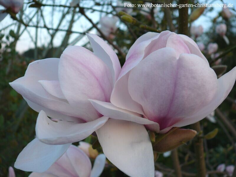 Magnolia 'Eskimo' - 200/225cm - Leittrieb - blühreif - Einzelstück!