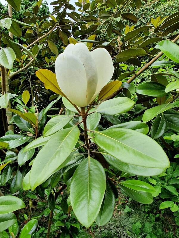 Magnolia grandiflora 'Mainstreet' - 120/140cm - Stammbusch, wurzelecht