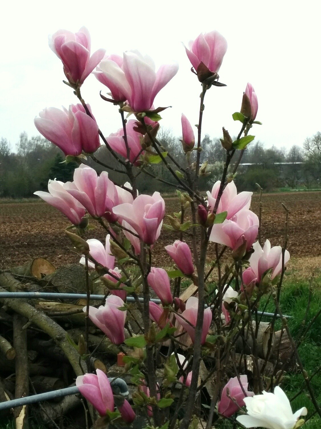 Magnolia 'Simple Pleasures' - 60/80cm - Leittrieb