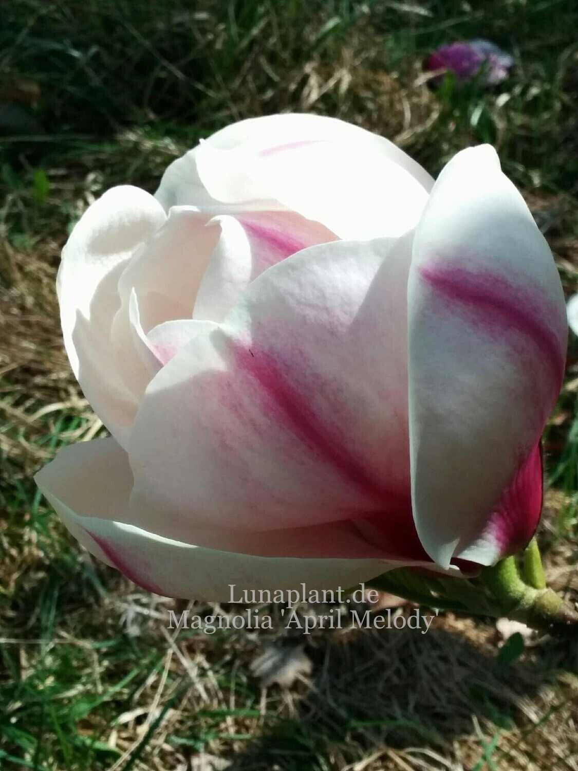 Magnolia 'April Melody' - 60/80cm - Leittrieb