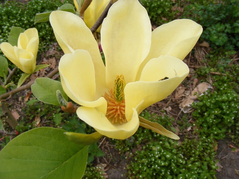 Magnolia 'Golden Gala' - 60/80cm - Veredlung - Leittrieb