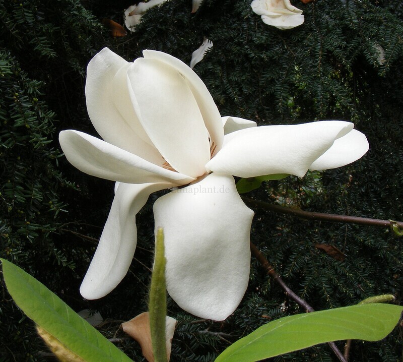 Magnolia 'David Clulow' - 120/140cm - Leittrieb
