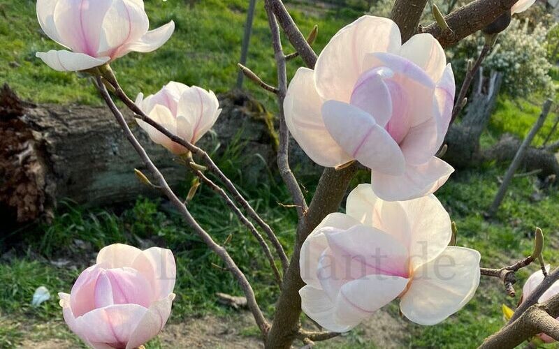 Magnolia 'Nexus'  -  60/80cm - Veredlung - Leittrieb