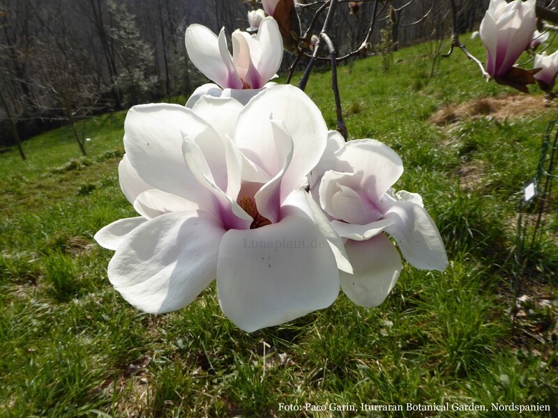 Magnolia 'Mariaje' - 160/180cm - Leittrieb - blühreif