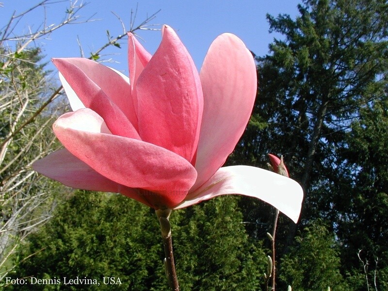 Magnolia 'Pink Charm' -  140cm - Veredlung - Leittrieb