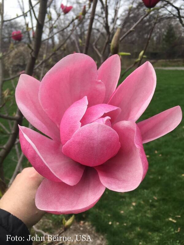Magnolia 'Rose Marie' - 200/225cm - Stammbusch - blühreif - SOLITÄR - NUR ABHOLUNG!