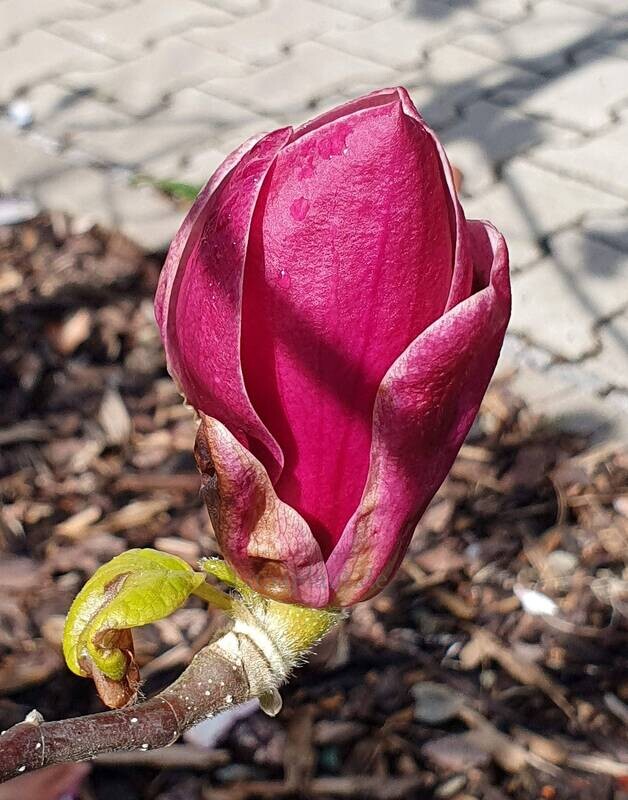 Magnolia 'Red Lady'  -  140/160cm - Leittrieb - blühreif-  Einzelstück!