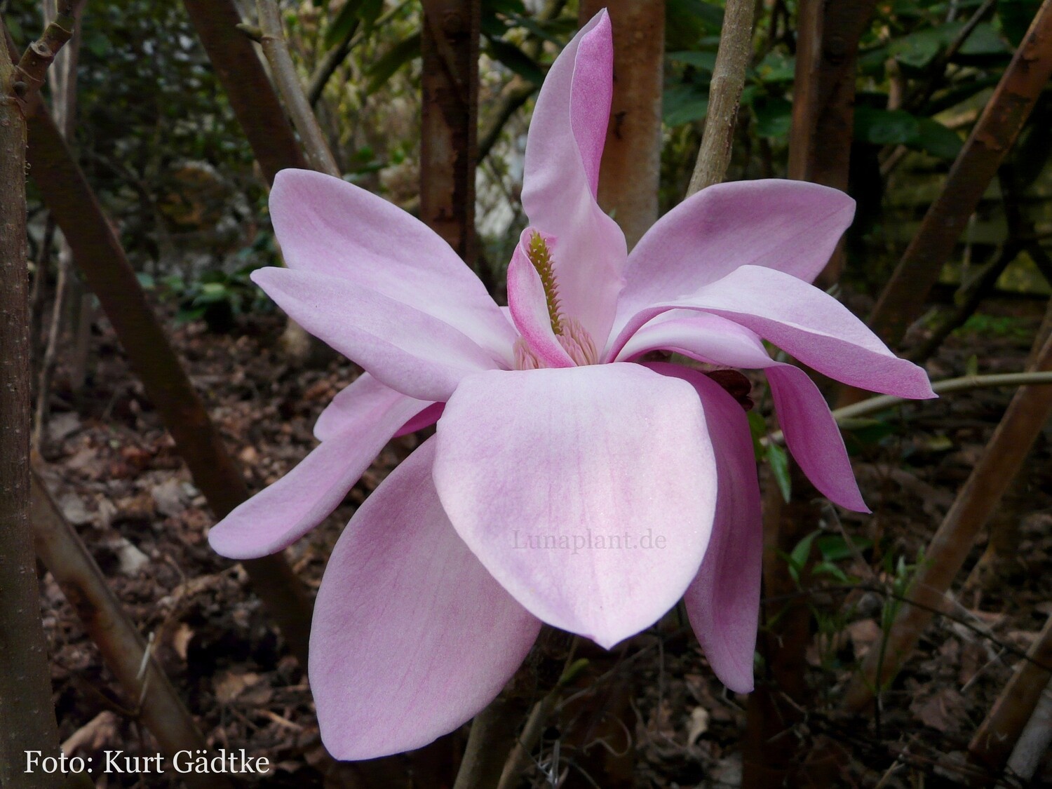 Magnolia &#39;Fire&#39;  -  170cm - freier Stamm 80cm - blühreif