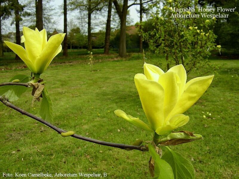 Magnolia 'Honey Flower' - 180/200cm - Leittrieb - blühreif - Einzelstück!