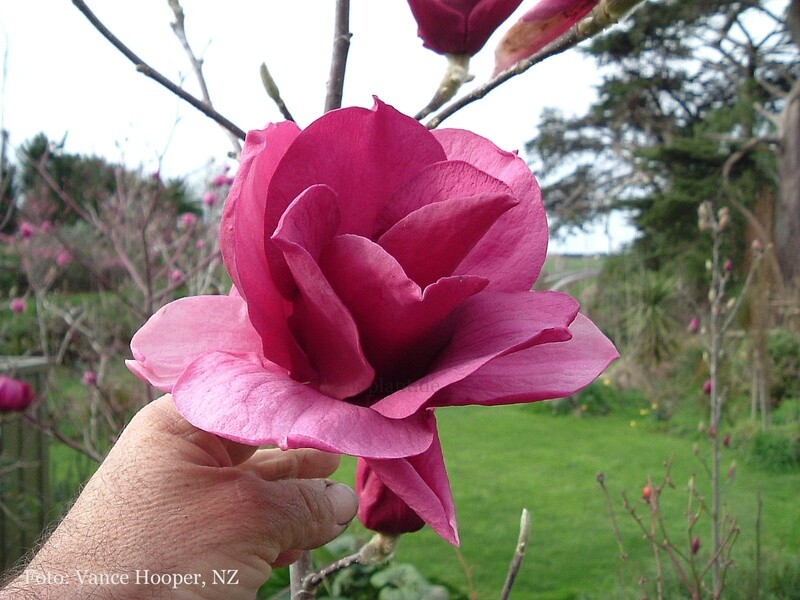 Magnolia 'Ian's Red' - 230cm , freier Stamm 110cm, darüber mehrstämmige Krone - blühreif - Einzelstück!