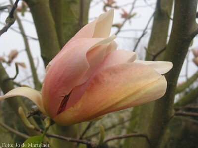 Magnolia &#39;Peachy&#39; - 140cm- freie Stammhöhe 60cm