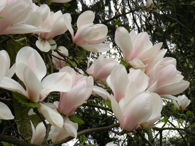 Magnolia 'Rouged Alabaster' - 120/140cm - Leittrieb