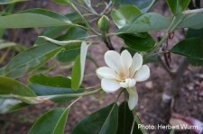 Aiken County (virginiana) - 50/75cm - Leittrieb
