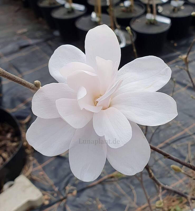 Alixeed (stellata) -  250cm - Leittrieb - blühreif - Einzelstück