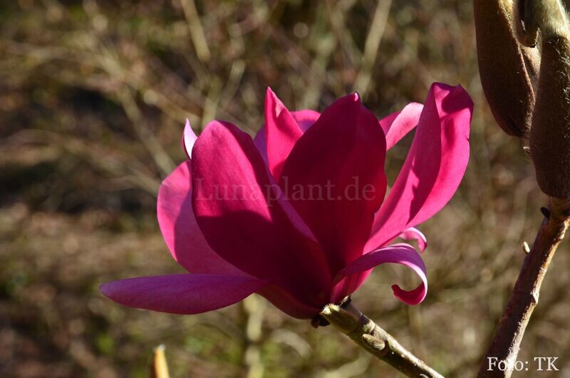 Magnolia 'Anya' -  200cm - Leittrieb, blühreif