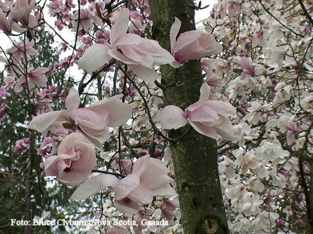 Magnolia 'Asian Artistry' - 180cm - Leittrieb - freie Stammhöhe 100cm