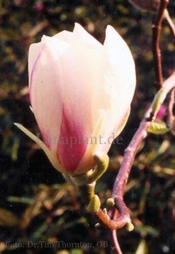 Magnolia 'Avocet' - 150cm - Stammbusch
