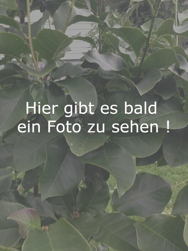 Magnolia 'Adam Clayton'  230cm - freier Stamm 110cm - Einzelstück