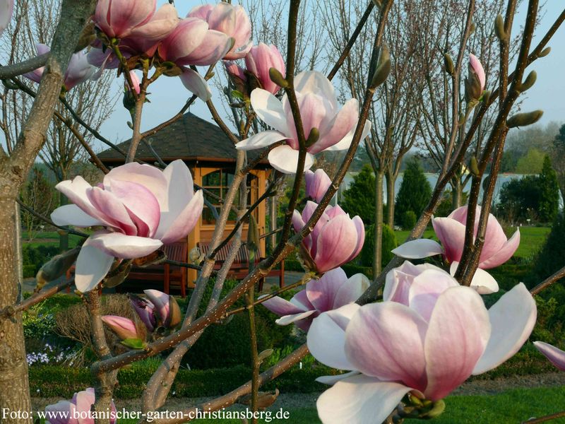 Magnolia 'Laura Saylor'  - 200cm - Leittrieb - freie Stammhöhe 130cm - blühreif - Einzelstück!