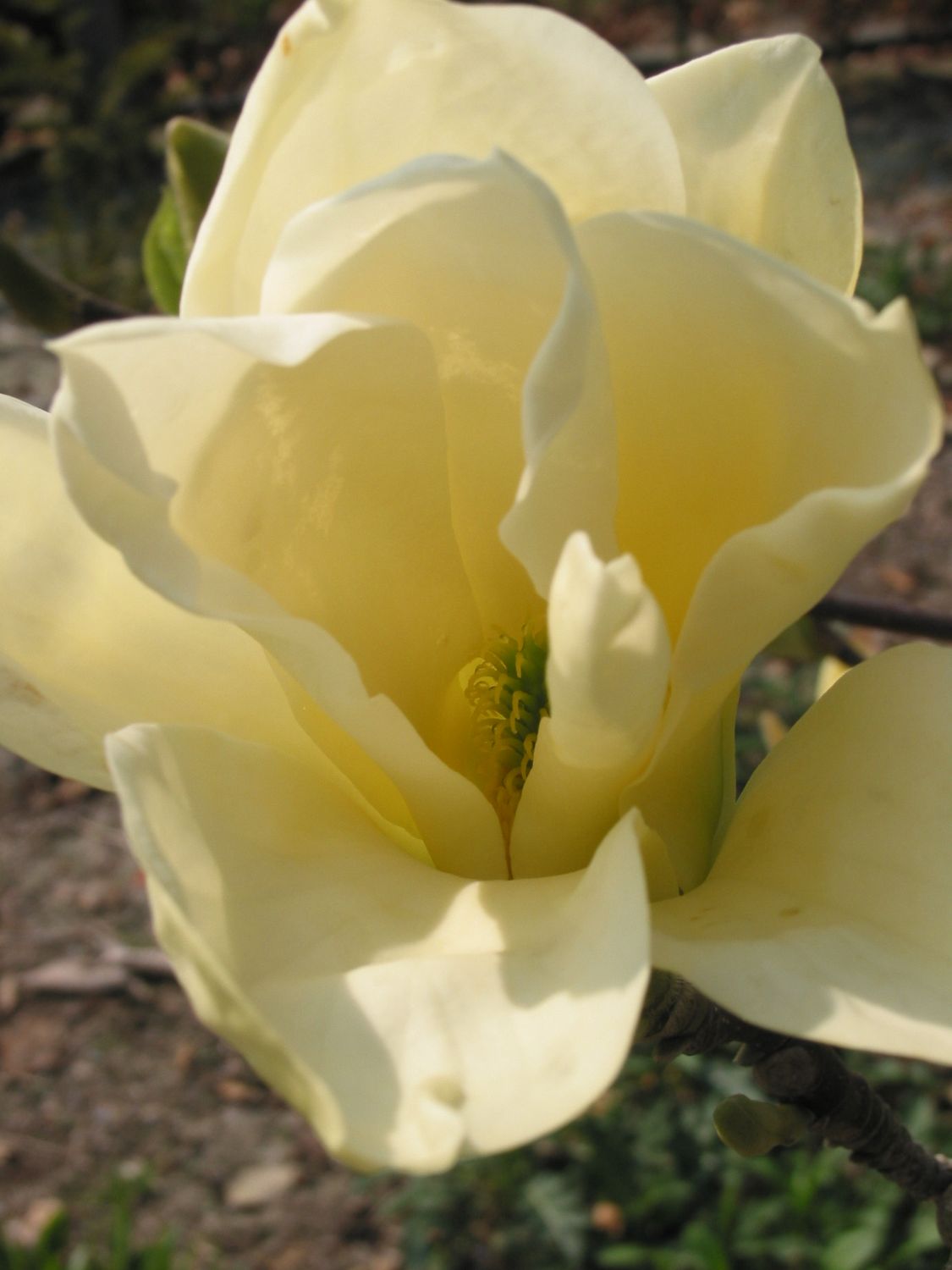 Magnolia &#39;Elizabeth&#39;  - 160/180cm -Leittrieb- blühreif